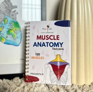 MUSCLE ANATOMY FLASHCARD (A6-4x6")